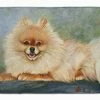 Caroline's Treasures 19 In X 27 In Pomeranian Full Body Machine Washable Memory Foam Mat